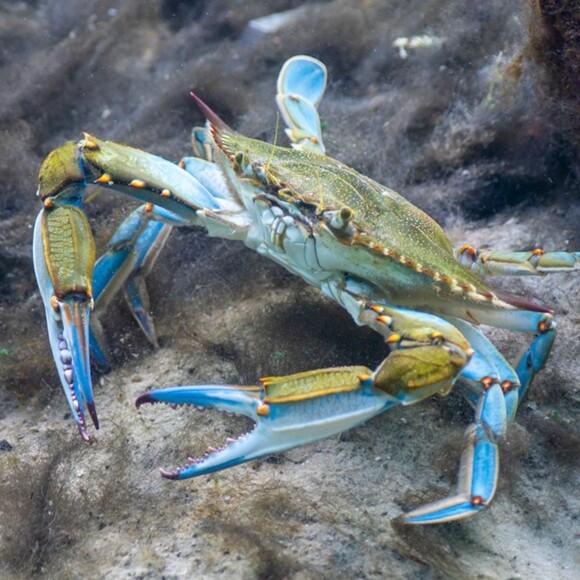 jefferycrab
